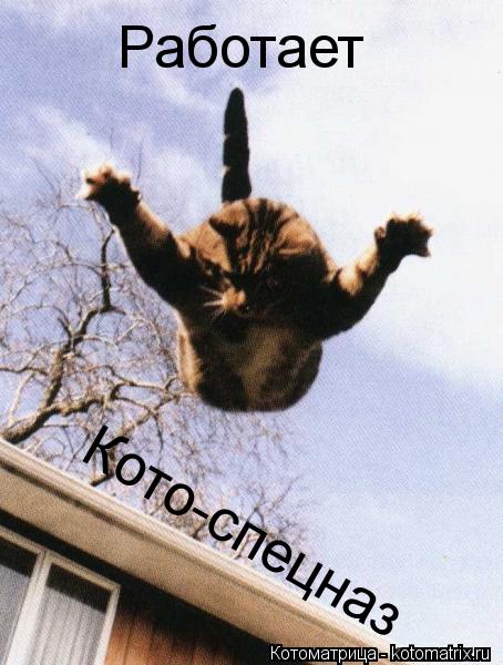 Котоматрица: Работает Кото-спецназ