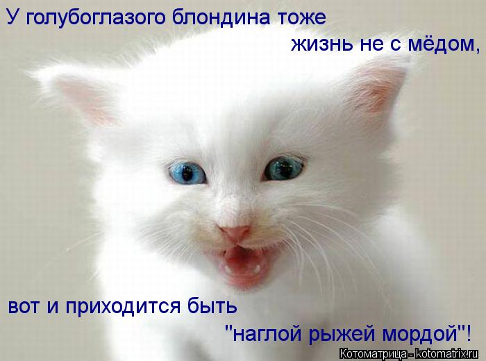 Котоматрица: У голубоглазого блондина тоже жизнь не с мёдом, вот и приходится быть "наглой рыжей мордой"!