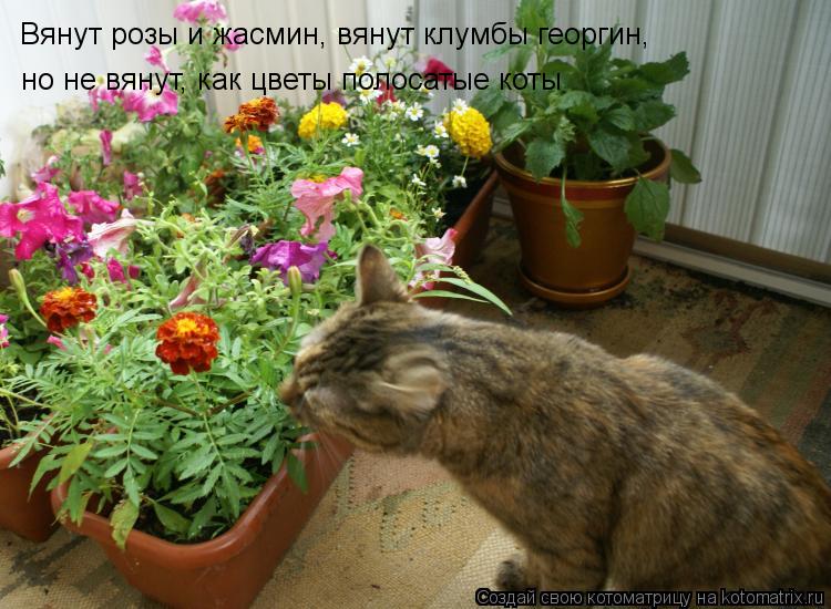 Котоматрица: Вянут розы и жасмин, вянут клумбы георгин,  но не вянут, как цветы полосатые коты