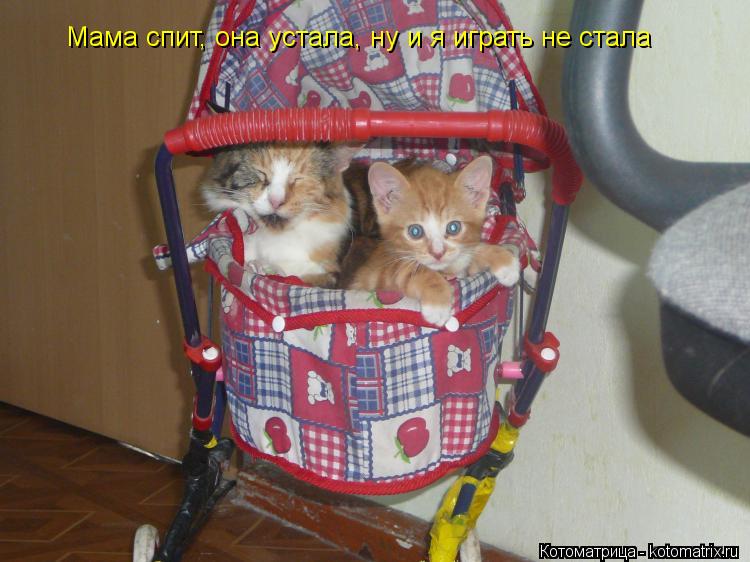 Котоматрица: Мама спит, она устала, ну и я играть не стала