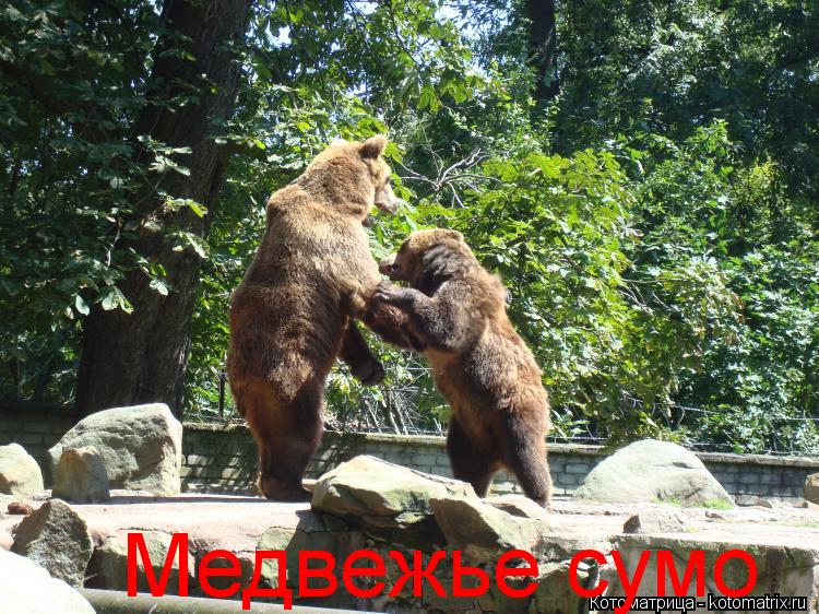 Котоматрица: Медвежье сумо