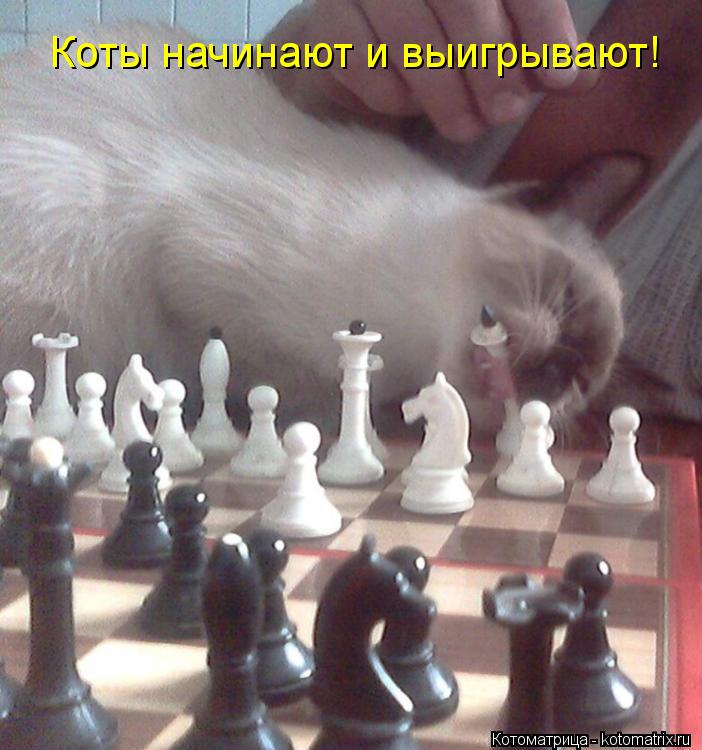 Котоматрица: Коты начинают и выигрывают!
