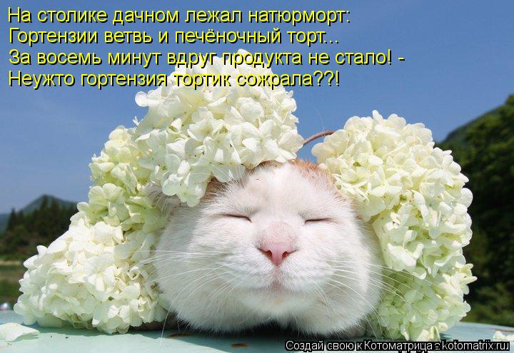 Котоматрица: На столике дачном лежал натюрморт: Гортензии ветвь и печёночный торт... За восемь минут вдруг продукта не стало! - Неужто гортензия тортик со