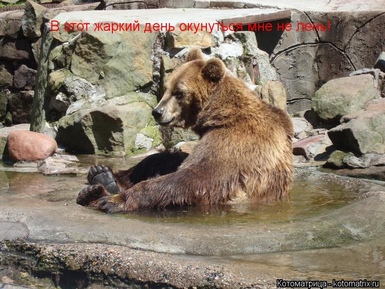 Котоматрица: В этот жаркий день окунуться мне не лень!