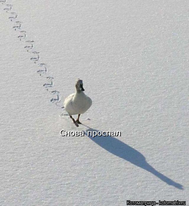Котоматрица: Снова проспал