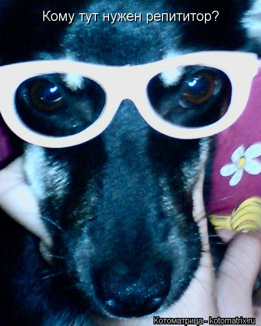 Котоматрица: Кому тут нужен репититор?