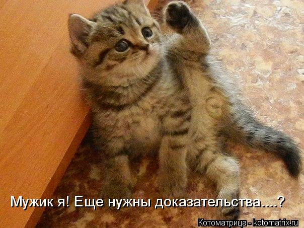Котоматрица: Мужик я! Еще нужны доказательства....?