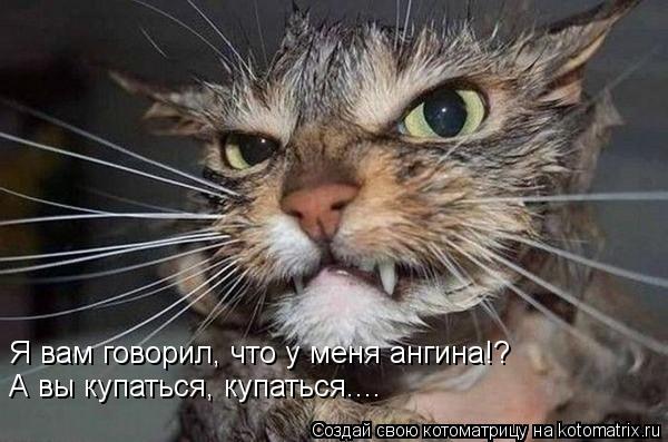 Котоматрица: Я вам говорил, что у меня ангина!?  А вы купаться, купаться....