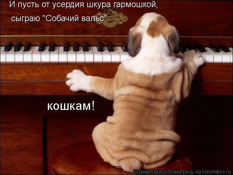 Котоматрица: И пусть от усердия шкура гармошкой, сыграю "Собачий вальс" кошкам!