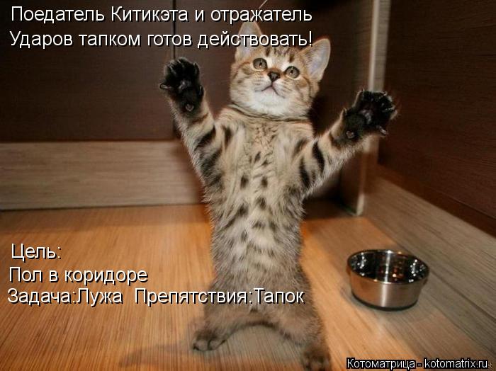 Котоматрица: Поедатель Китикэта и отражатель  Ударов тапком готов действовать! Цель: Пол в коридоре Задача:Лужа  Препятствия:Тапок