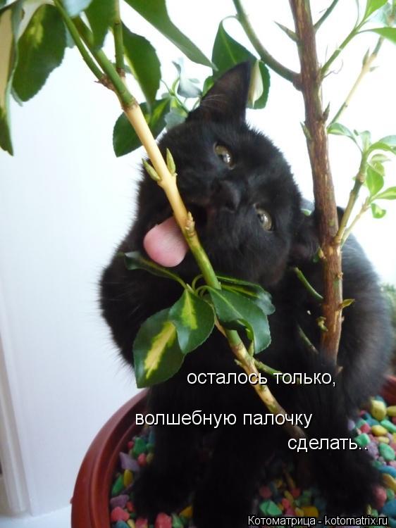 Котоматрица: осталось только, волшебную палочку сделать..