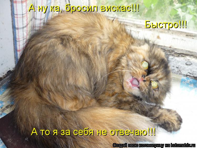 Котоматрица: А ну ка, бросил вискас!!! Быстро!!! А то я за себя не отвечаю!!!