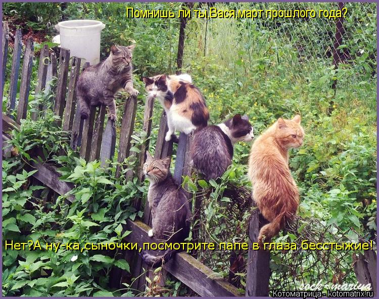 Помнишь ли ты,Вася,март прошлого года? Нет?А ну-ка,сыночки,посмотрите папе в глаза бесстыжие!... Котоматрица: Помнишь ли ты,Вася,март прошлого года? Нет?А ну-ка,сыночки,посмотрите папе в глаза бесстыжие!
