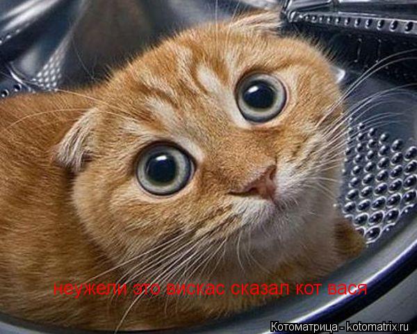 Котоматрица: неужели это вискас неужели это вискас сказал кот вася