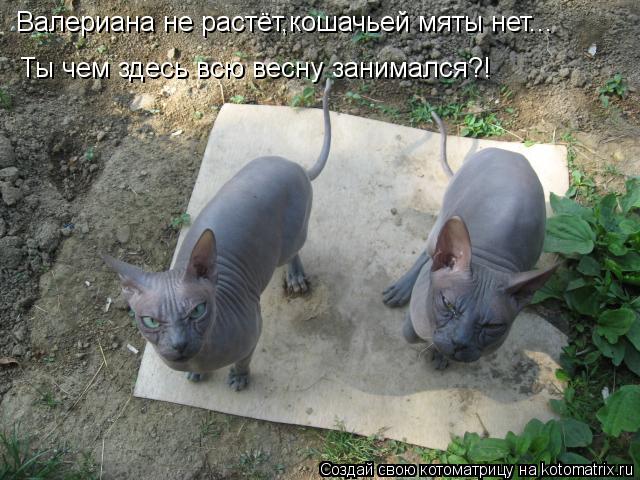 Котоматрица: Валериана не растёт,кошачьей мяты нет... Ты чем здесь всю весну занимался?!