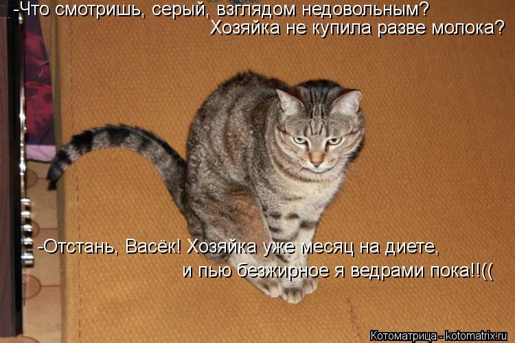 Котоматрица: -Что смотришь, серый, взглядом недовольным?  Хозяйка не купила разве молока? -Отстань, Васёк! Хозяйка уже месяц на диете,  и пью безжирное я ве