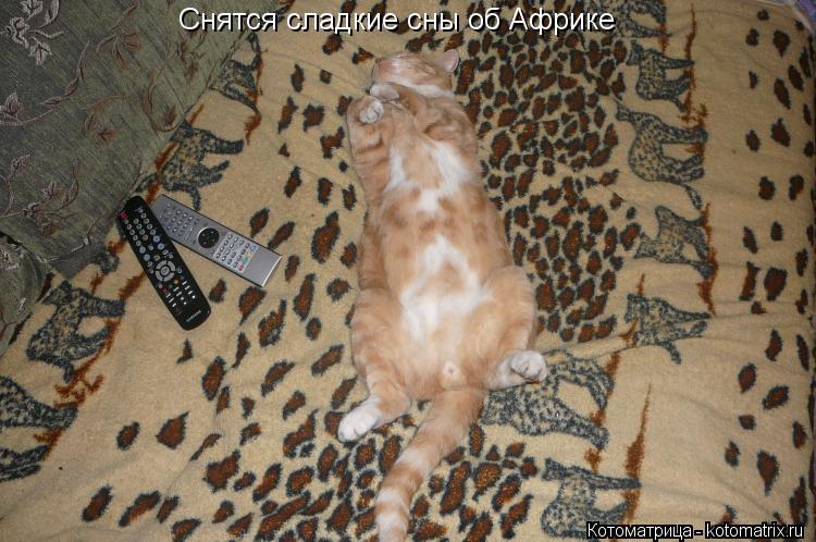 Котоматрица: Снятся сладкие сны об Африке