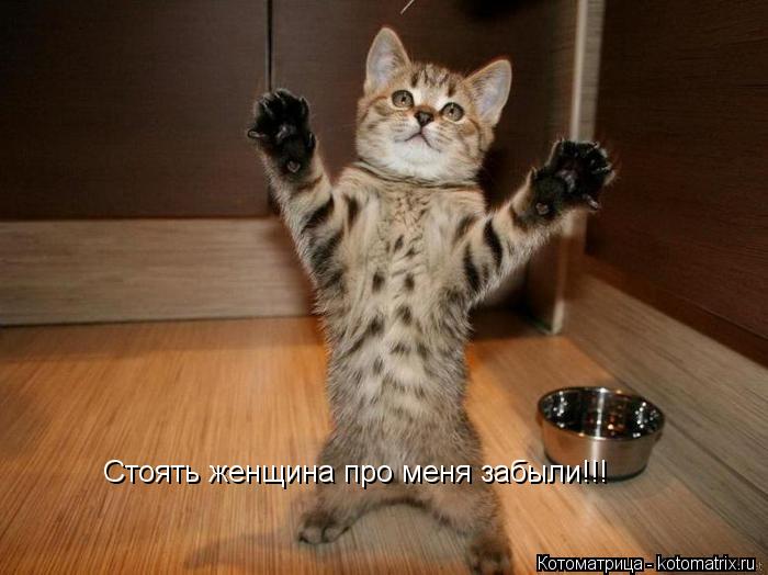 Котоматрица: Стоять женщина про меня забыли!!!