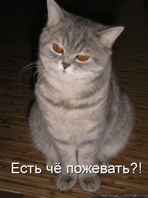 Котоматрица: Есть чё пожевать?!