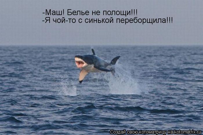 Котоматрица: -Маш! Белье не полощи!!!  -Я чой-то с синькой переборщила!!!