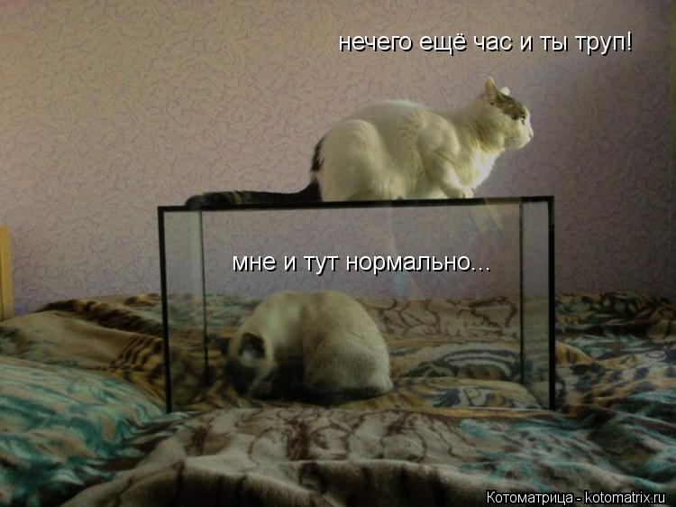 Котоматрица: мне и тут нормально... нечего ещё час и ты труп!