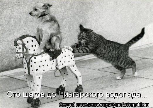 Котоматрица: Сто шагов до Ниагарского водопада...