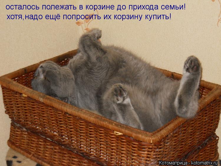 Котоматрица: осталось полежать в корзине до прихода семьи! хотя,надо ещё попросить их корзину купить!