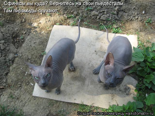 Котоматрица: Сфинксы,вы куда? Вернитесь на свои пьедесталы. Там пирамиды скучают.