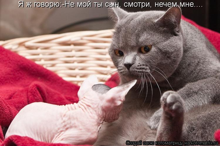 Котоматрица: Я ж говорю:-Не мой ты сын, смотри, нечем мне....