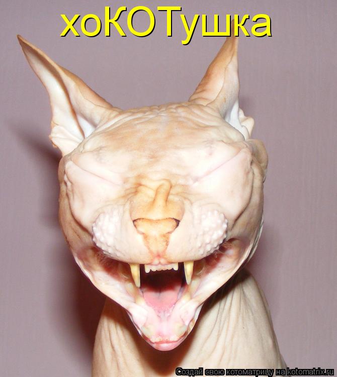 Котоматрица: хоКОТушка