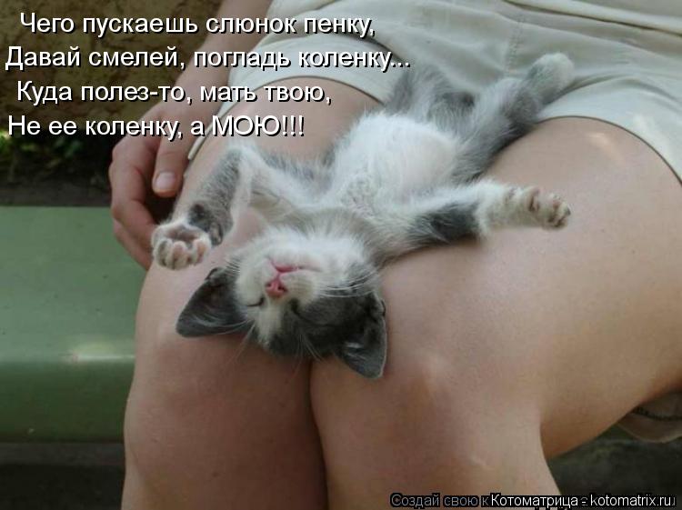Котоматрица: Чего пускаешь слюнок пенку, Давай смелей, погладь коленку... Куда полез-то, мать твою, Не ее коленку, а МОЮ!!!