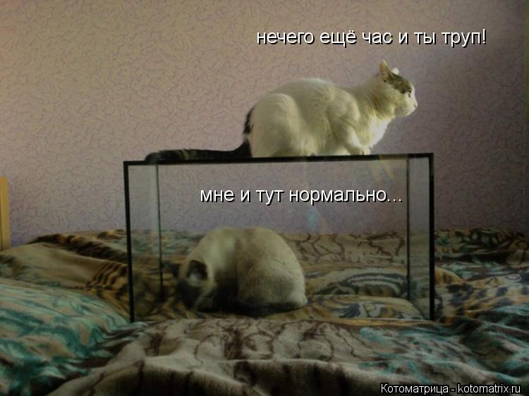 Котоматрица: мне и тут нормально... нечего ещё час и ты труп!