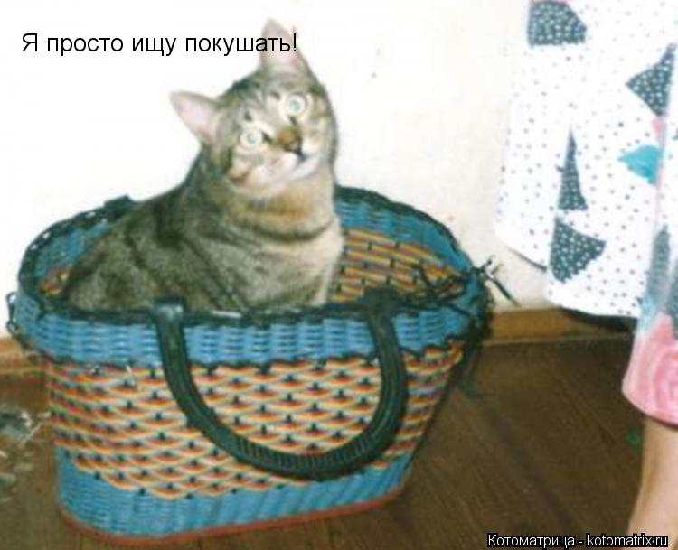 Я просто ищу покушать!... Котоматрица: Я просто ищу покушать!
