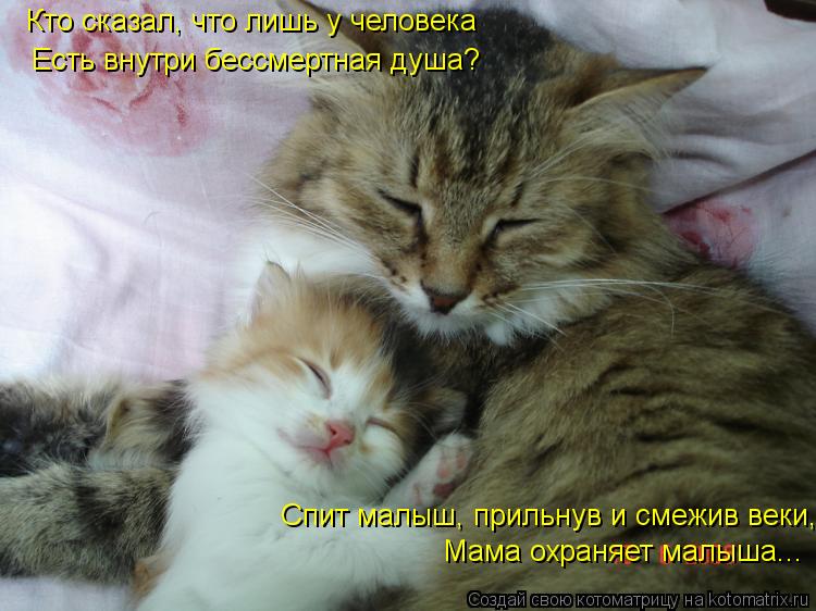 Котоматрица: Кто сказал, что лишь у человека Есть внутри бессмертная душа? Мама охраняет малыша... Спит малыш, прильнув и смежив веки,