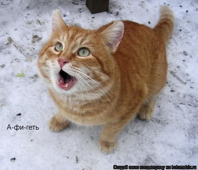 Котоматрица: А-фи-геть