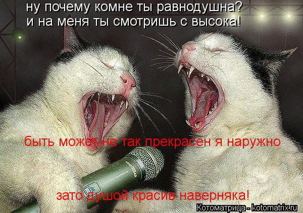 Котоматрица: ну почему комне ты равнодушна? и на меня ты смотришь с высока! быть может не так прекрасен я наружно зато душой красив наверняка!