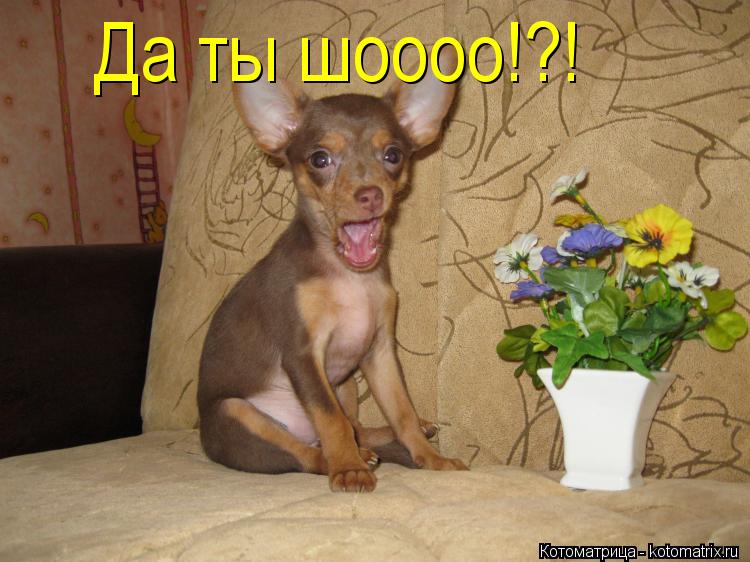 Котоматрица: Да ты шоооо!?!
