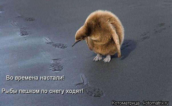 Котоматрица: Во времена настали! Рыбы пешком по снегу ходят!