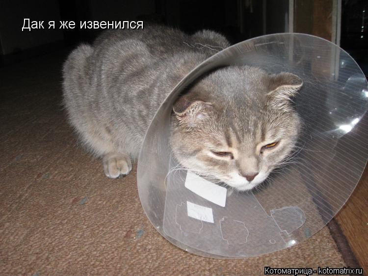Котоматрица: Дак я же извенился