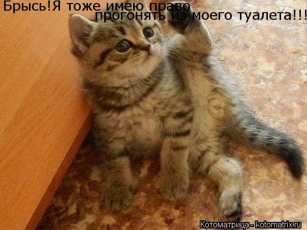 Котоматрица: Брысь!Я тоже имею право прогонять из моего туалета!!!