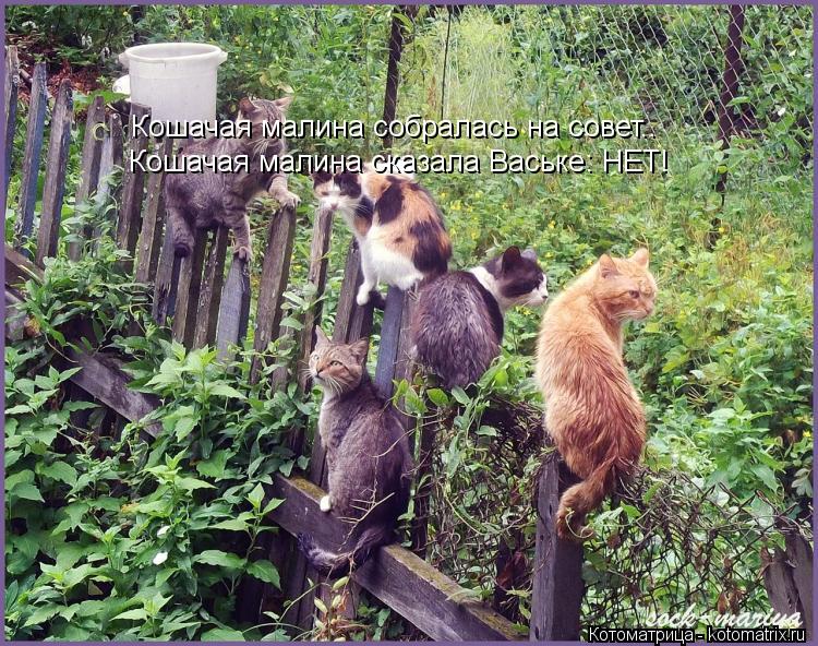 Котоматрица: Кошачая малина собралась на совет.. Кошачая малина сказала Ваське: НЕТ!