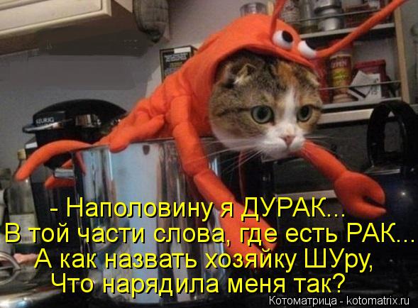 Котоматрица: - Наполовину я ДУРАК... В той части слова, где есть РАК... А как назвать хозяйку ШУру, Что нарядила меня так?