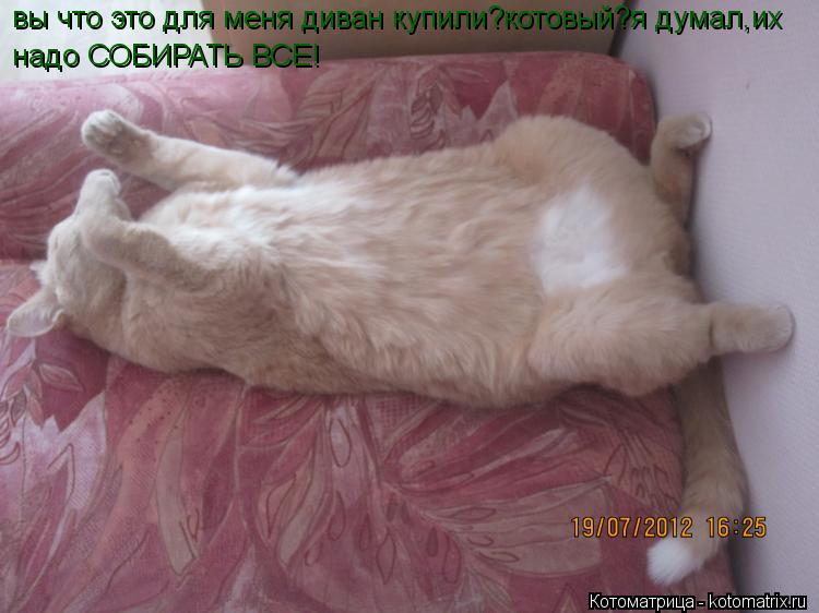 Котоматрица: вы что это для меня диван купили?котовый?я думал,их надо СОБИРАТЬ ВСЕ!