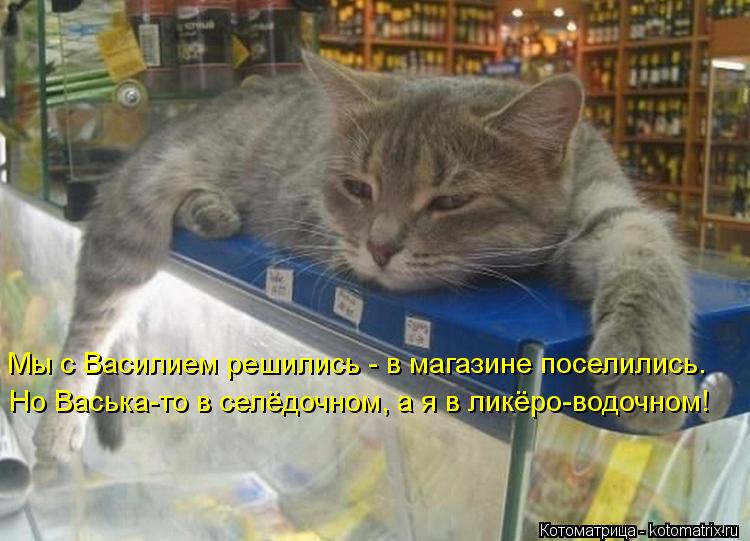 Котоматрица: Мы с Василием решились - в магазине поселились.  Но Васька-то в селёдочном, а я в ликёро-водочном!