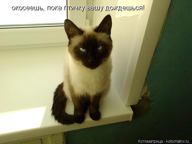Котоматрица: окосеешь, пока птичку вашу дождешься!