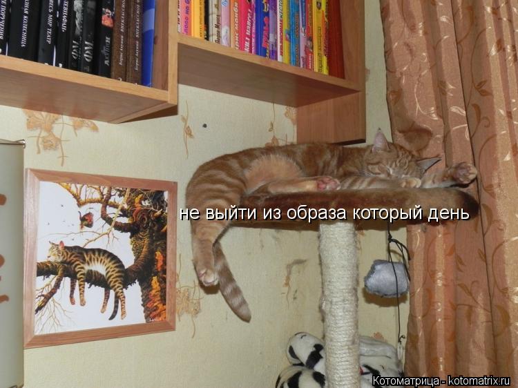 Котоматрица: не выйти из образа который  не выйти из образа который день