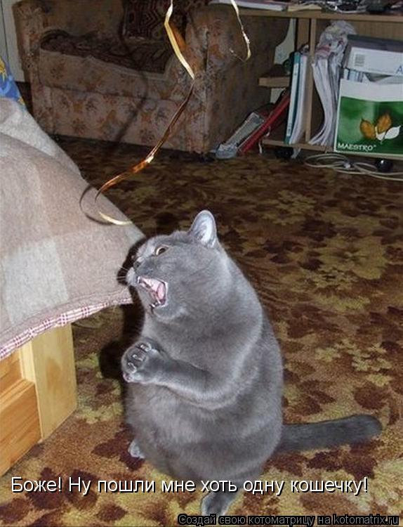 Котоматрица: Боже! Ну пошли мне хоть одну кошечку!
