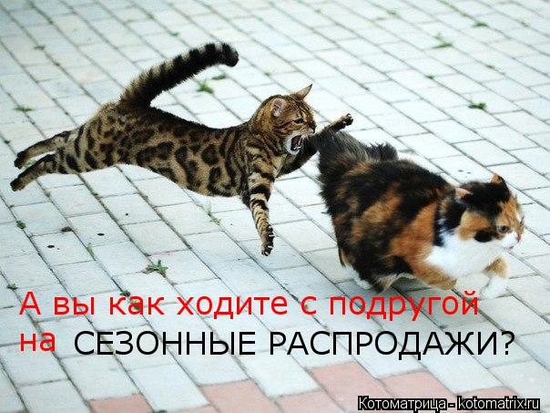 Котоматрица: на СЕЗОННЫЕ РАСПРОДАЖИ? А вы как ходите с подругой