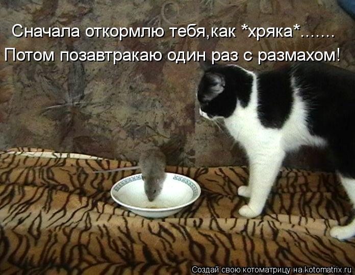 Котоматрица: Сначала откормлю тебя,как *хряка*....... Потом позавтракаю один раз с размахом!