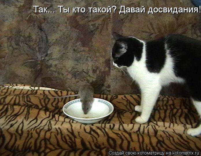 Котоматрица: Так... Ты кто такой? Давай досвидания!